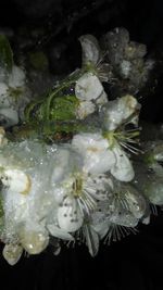 Close-up of water drops on flowers