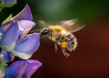 Close-up of bee pollinating on purple flower