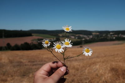 Cropped hand of man holding white daisies on field