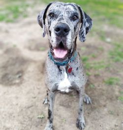 Close-up portrait of a dog