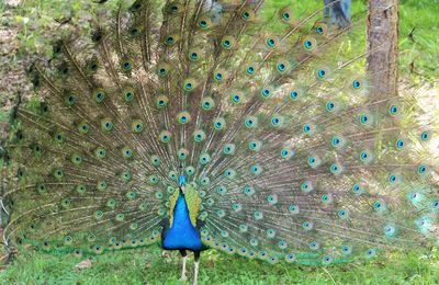 Close-up of peacock feathers