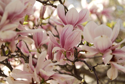 Close-up of pink flower