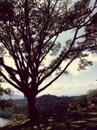 Silhouette tree against sky during sunset