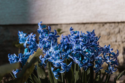 Close-up of purple flowers blooming outdoors