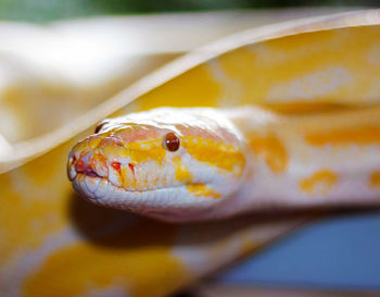 Close-up of snake