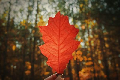 Cropped hand holding autumn leaf