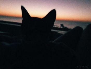 Silhouette cat on beach against sky during sunset