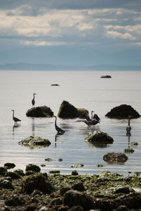 Birds perching on lake against sky