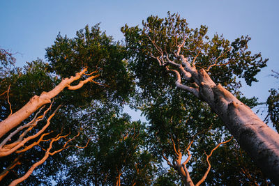Low angle view of tree against sky
