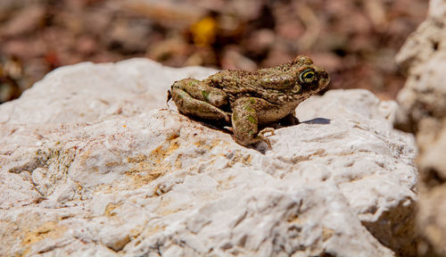 Close-up of frog on rock