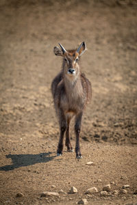 Young male common waterbuck stands watching camera