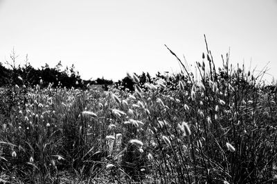 Close-up of plants growing on field against clear sky