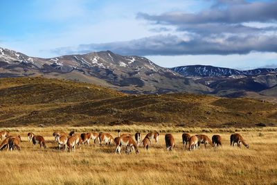Herd of sheep in a field