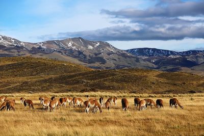 The herd of alpacas on the fields of patagonia