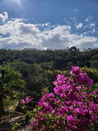 Close-up of pink flowering plants against sky