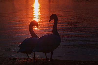 Silhouette bird on beach during sunset