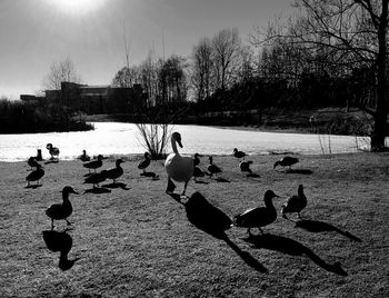 Ducks in a lake