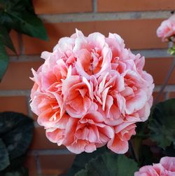 Close-up of pink rose flower