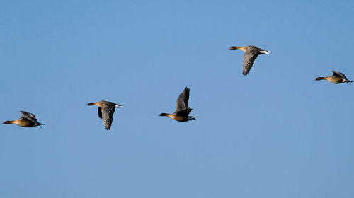 Low angle view of seagulls flying