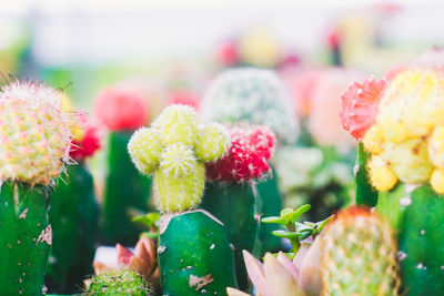 Close-up of pink flowering plant. cactus