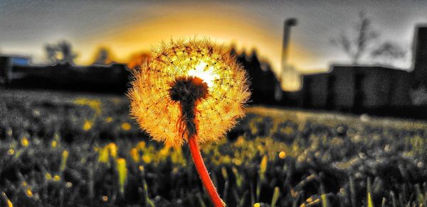 Close-up of dandelion on field against sky