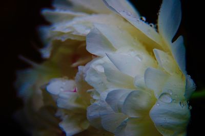 Close-up of water lily blooming against black background