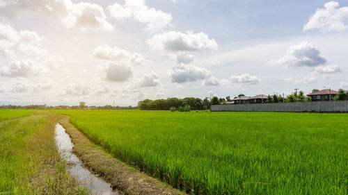 A wide famer agriculture land of rice plantation farm in planting season, green young rice filed