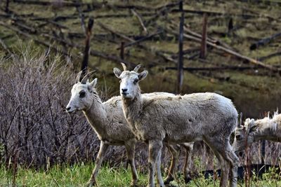 Sheep standing in a field