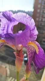 Close-up of purple iris
