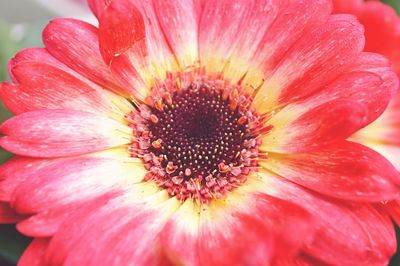 Close-up of red flower