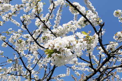 Low angle view of apple blossoms in spring