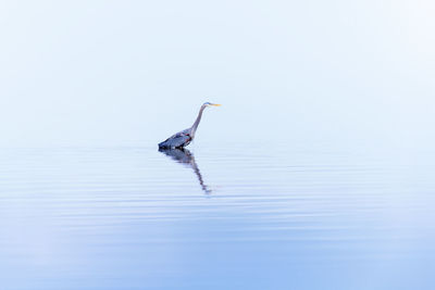 Bird on a lake