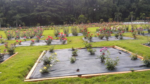 High angle view of formal garden