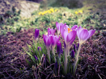 Close-up of pink crocus blooming on field