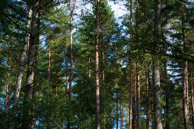 Low angle view of trees in forest