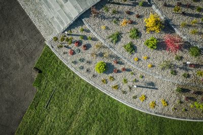 High angle view of plant on field