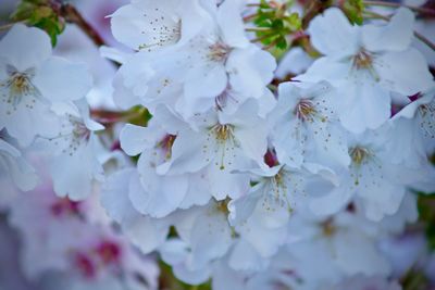 Close-up of white flowers blooming on tree