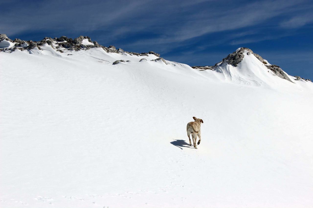 snow, winter, animal themes, cold temperature, nature, dog, outdoors, mammal, cloud - sky, landscape, beauty in nature, pets, day, mountain, sky, mountain peak, no people, tree