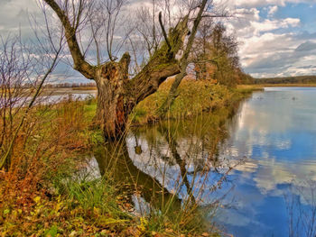 Bare tree by lake against sky