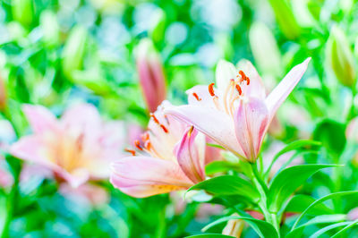 Close-up of flowers