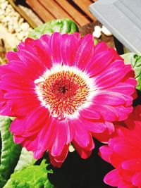 Close-up of pink daisy flower