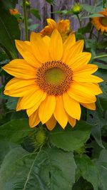 Close-up of sunflower