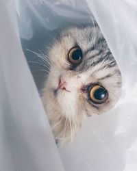 Close-up portrait of a cat