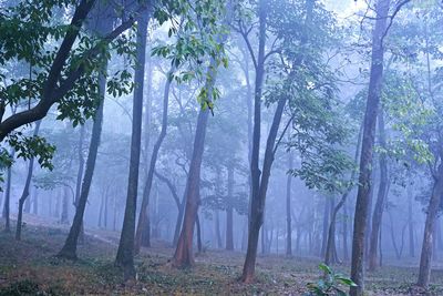 Trees in forest during foggy weather