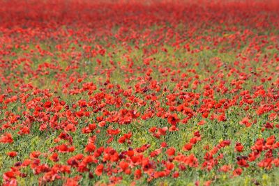 Red poppy flowers blooming on field