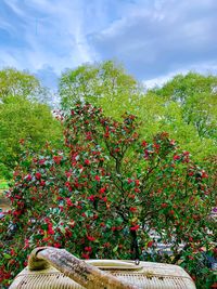 Flowering plants and trees on field against sky