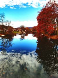 Reflection of trees in water