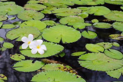 High angle view of lotus water lily in lake