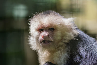 Close-up of monkey looking away