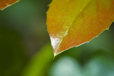 Close-up of leaves